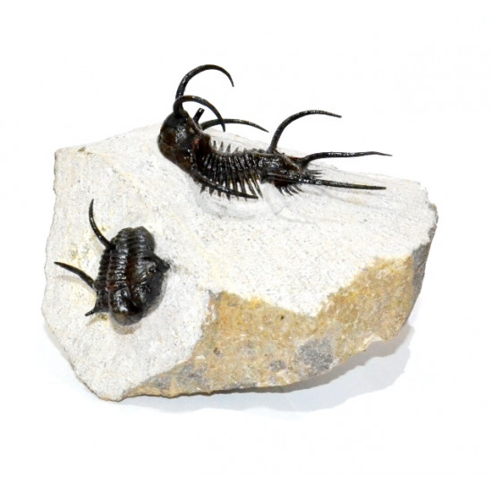 Ceratarges ziregensis + Cyphaspis walteri