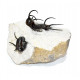 Ceratarges ziregensis + Cyphaspis walteri
