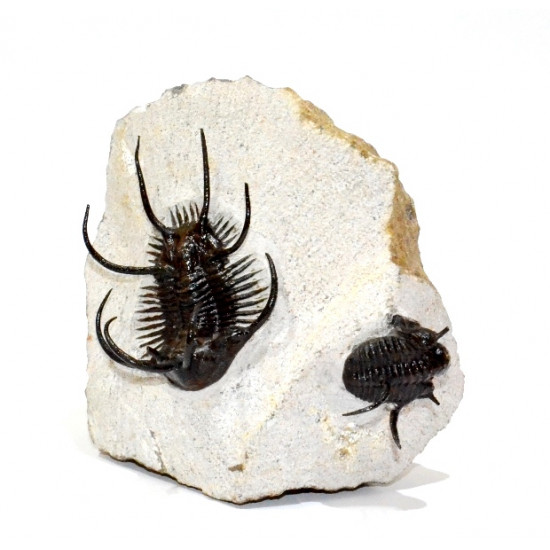 Ceratarges ziregensis + Cyphaspis walteri