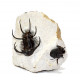 Ceratarges ziregensis + Cyphaspis walteri