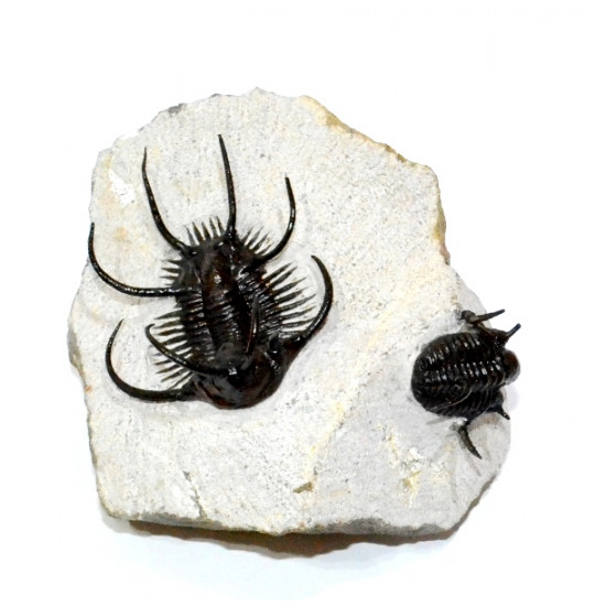 Ceratarges ziregensis + Cyphaspis walteri
