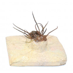 ceratonurus sp.