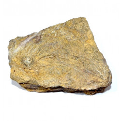 chariocrinus dargniesie