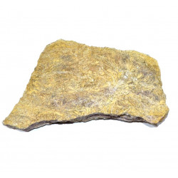 chariocrinus dargniesie