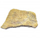 chariocrinus dargniesie