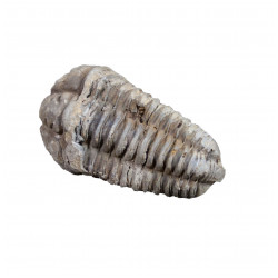 Flexicalymene ouzregi