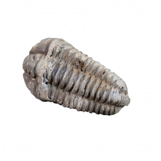 Flexicalymene ouzregi
