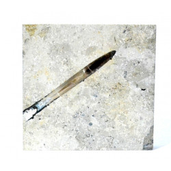 hibolites sp.