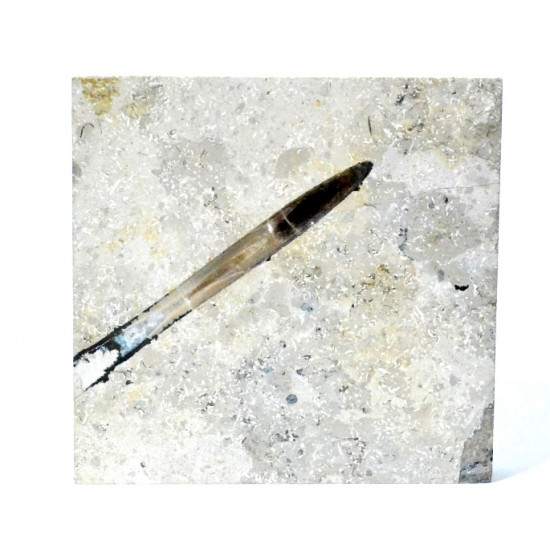 hibolites sp.