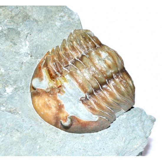 asaphus expansus
