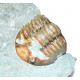 asaphus expansus