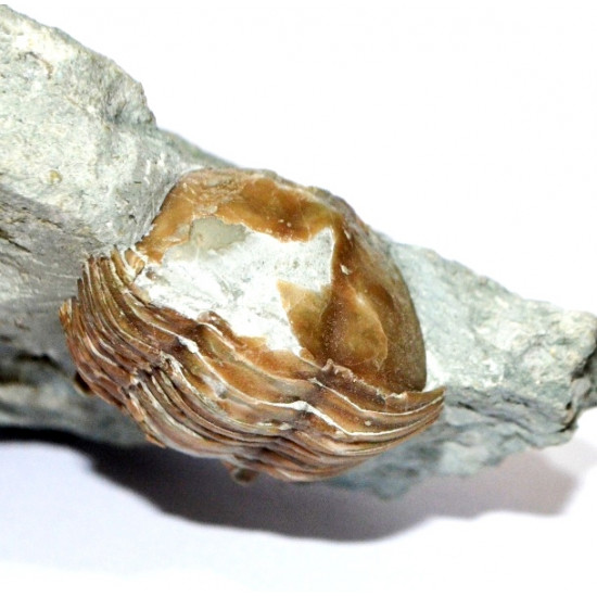 asaphus expansus