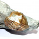 asaphus expansus