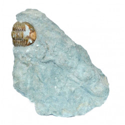 asaphus expansus