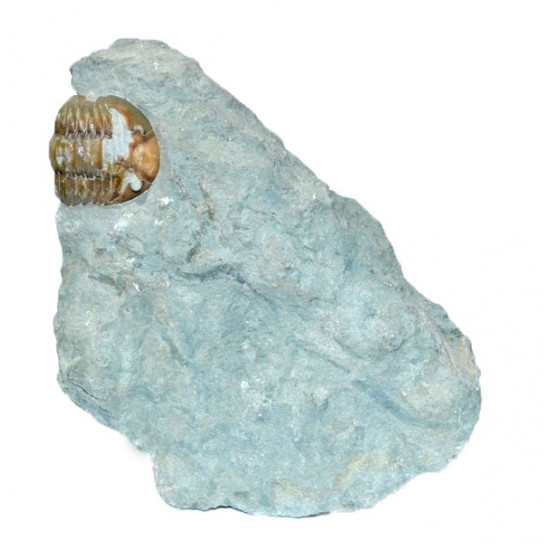 asaphus expansus