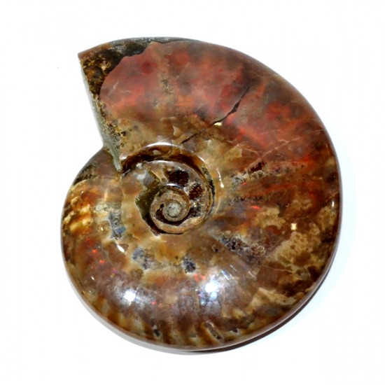 cleoniceras besairei "ammolite"