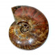 cleoniceras besairei "ammolite"