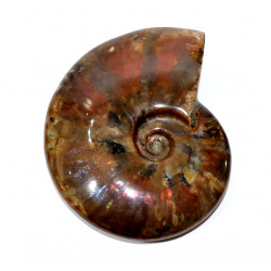 cleoniceras besairei "ammolite"
