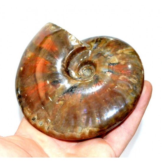 cleoniceras besairei "ammolite"