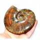cleoniceras besairei "ammolite"