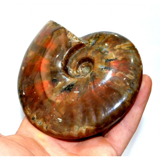 cleoniceras besairei "ammolite"