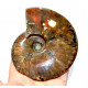 cleoniceras besairei "ammolite"