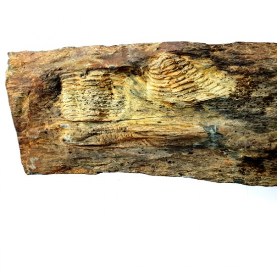 neseuretus tristani