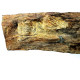 neseuretus tristani