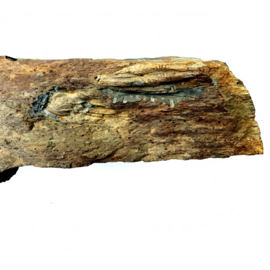 neseuretus tristani