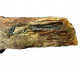 neseuretus tristani