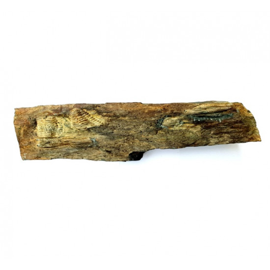 neseuretus tristani