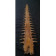 onchopristis numidus (rostrum) 