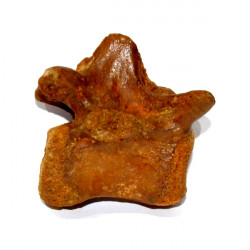 elosuchus cherifiensis (vertèbre)
