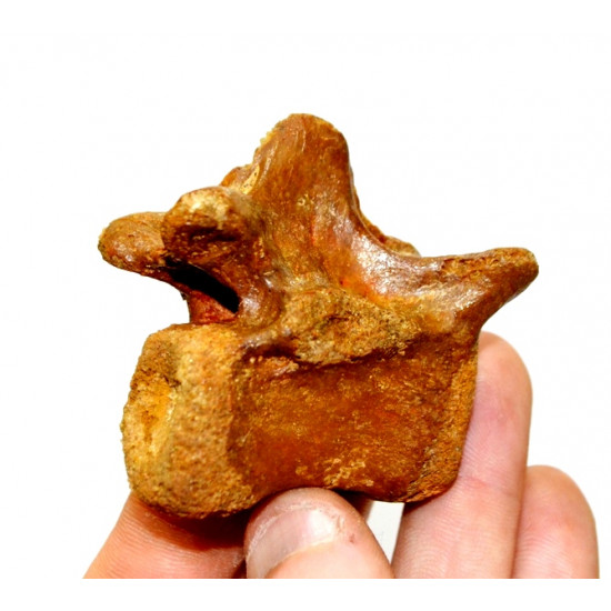 elosuchus cherifiensis (vertèbre)