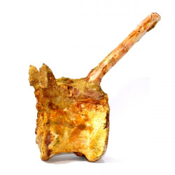spinosaurus aegypticus (vertebra)