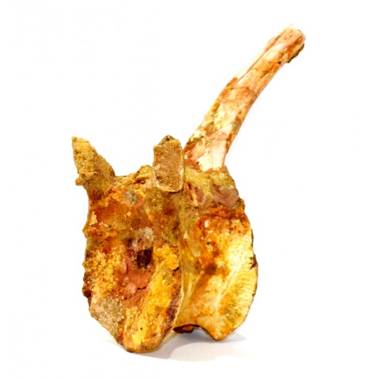 spinosaurus aegypticus (vertebra)