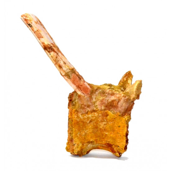 spinosaurus aegypticus (vertebra)