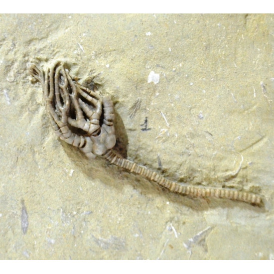 Pellecrinus - corythocrinus - actinocrinus