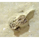 Pellecrinus - corythocrinus - actinocrinus