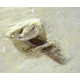 Pellecrinus - corythocrinus - actinocrinus