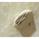 Pellecrinus - corythocrinus - actinocrinus