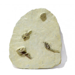 Pellecrinus - corythocrinus - actinocrinus