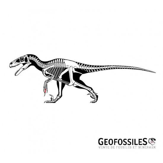 deltadromeus agilis (phalange)