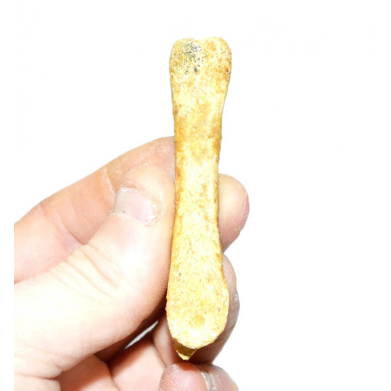 deltadromeus agilis (phalange)