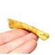 deltadromeus agilis (phalange)