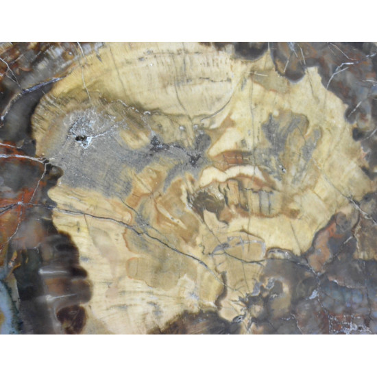 Petrified wood from madagascar 