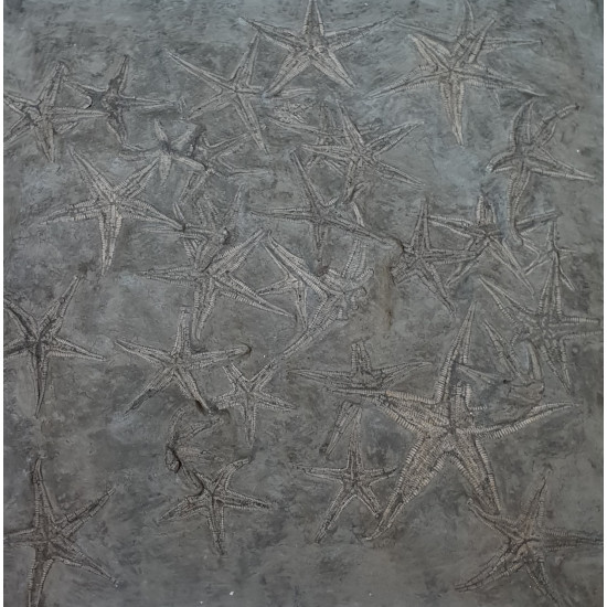 astropecten martis and ophidiaster davidsoni plate 31 astropecten martis and ophidiaster davidsoni plate 31