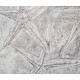 astropecten martis and ophidiaster davidsoni plate 31 astropecten martis and ophidiaster davidsoni plate 31