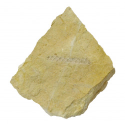brachyphyllum desnoyersii
