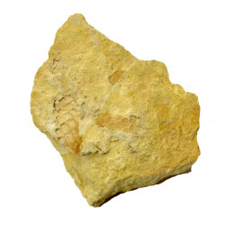 brachyphyllum desnoyersii